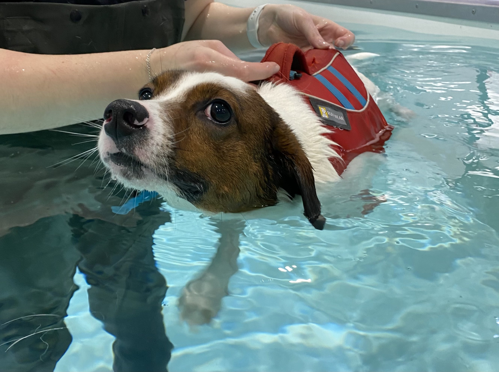 Hydrotherapy dog 