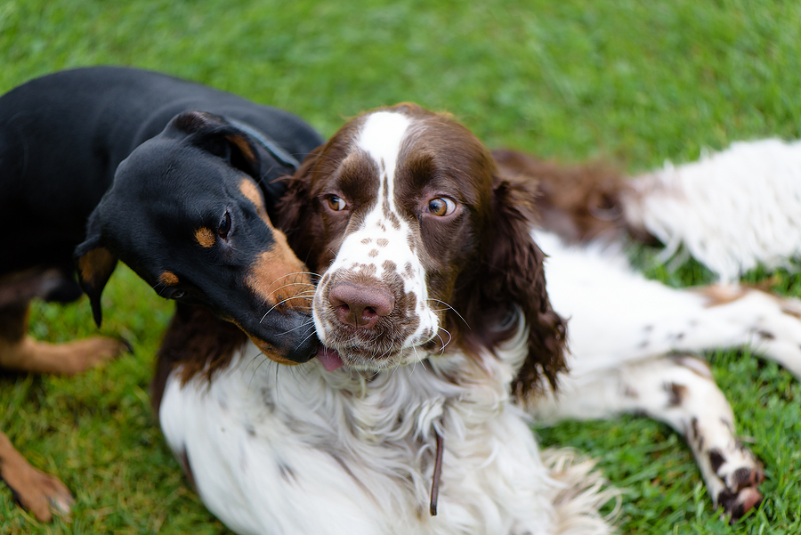 Two-Dogs-Playing-dog daycare chiswick